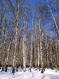 Bare trees in forest during winter