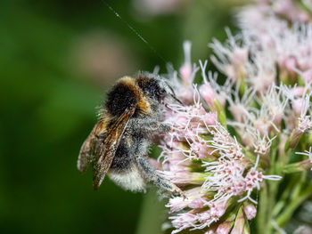 Close-up of bee pollinating flower