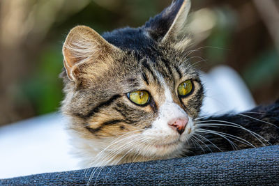 cat