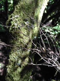 Close-up of tree branch in forest