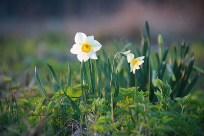 Close-up of yellow flowering plant on field