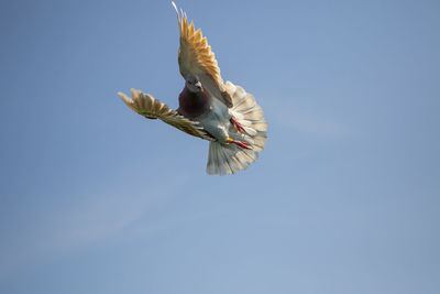 Low angle view of bird flying in sky