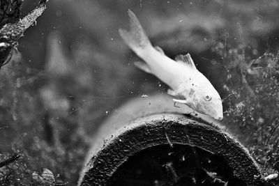 Close-up of fish swimming in aquarium