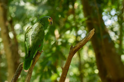 Low angle view of bird perching on tree