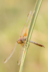 Close-up of dragonfly on plant