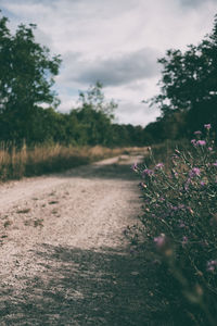 Purple flowering plants on land against sky