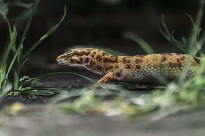 Close-up of lizard on land