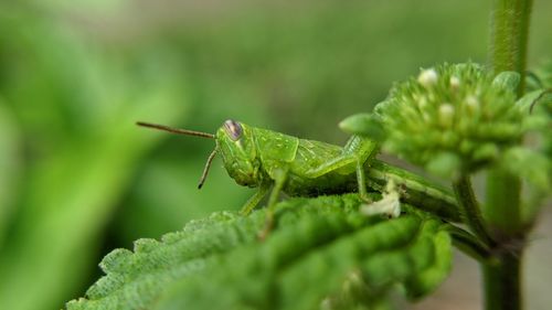 Close-up of insect on plant