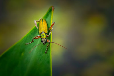 Close-up of golden insect on leaf