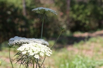 Close-up of white flower