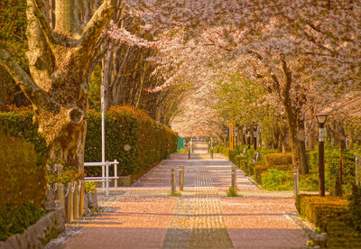 Footpath amidst trees