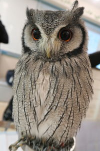 Close-up portrait of owl