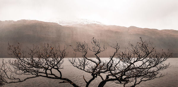 Bare tree on mountain against sky