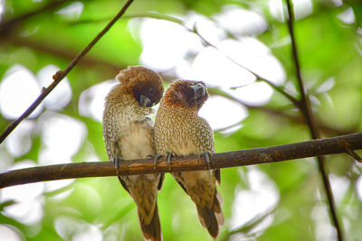 Tailorbird