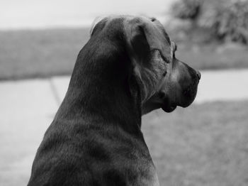 Close-up of dog looking away