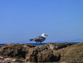 Bird perching on rock against clear blue sky