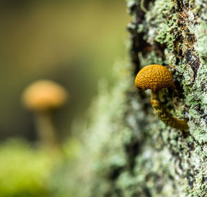 Close-up of mushroom growing outdoors