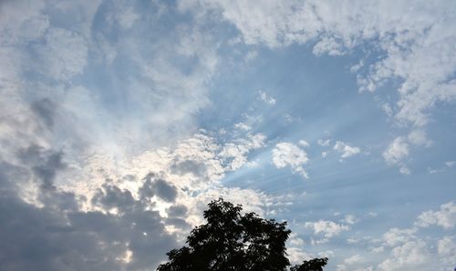 Low angle view of tree against sky