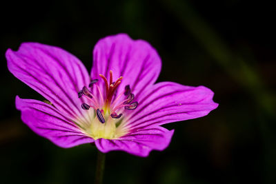 Close-up of purple flower