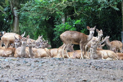 Group of deer looking at camerat. cisarua safari park, indonesia