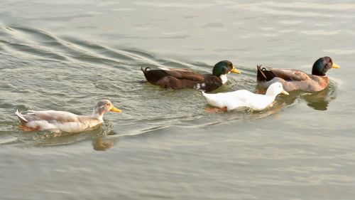 Swans swimming on lake