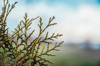 Close-up of fresh plant against sky