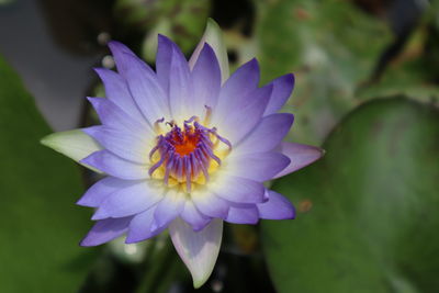 Close-up of purple flower