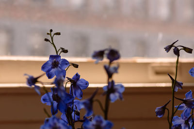 Close-up of purple flowering plant