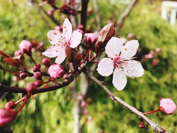 Close-up of pink cherry blossoms in spring