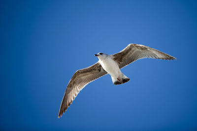 Low angle view of seagull flying in clear blue sky