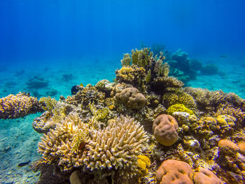 View of fish underwater
