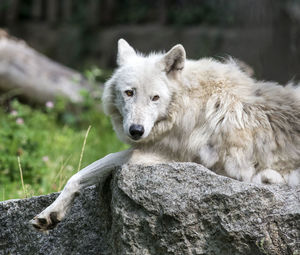 Portrait of an animal on rock