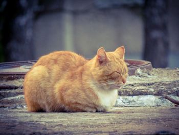 Side view of a cat sitting on wood