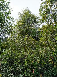 Plants and trees