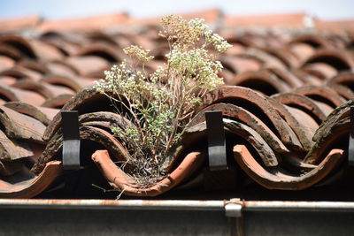 Close-up of roof tiles with some plants