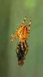 Close-up of spider on web