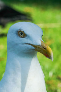 Close-up of a bird