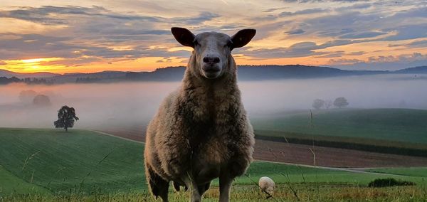 Sheep standing on field against sky during sunset