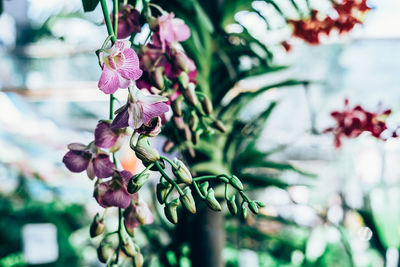 Close-up of pink flowers on tree