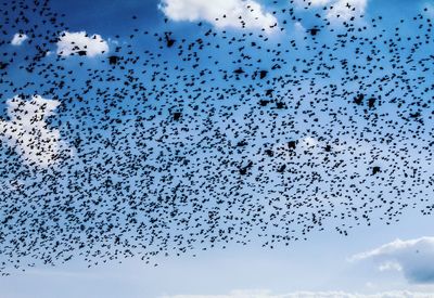 Low angle view of silhouette birds flying against sky