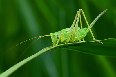 Close-up of insect on leaf