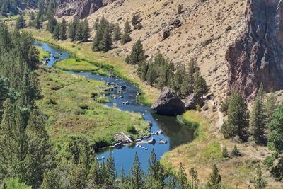 High angle view of river amidst trees