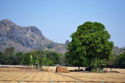 Trees on field against clear sky