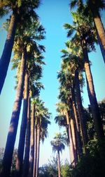 Low angle view of palm trees against clear blue sky