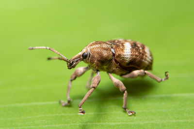 Close-up of spider on leaf