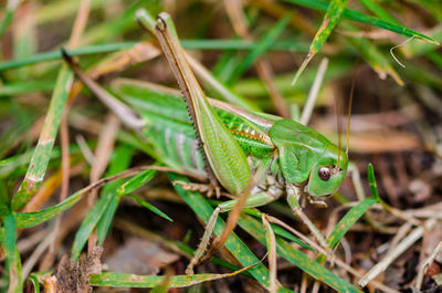 Close-up of grasshopper