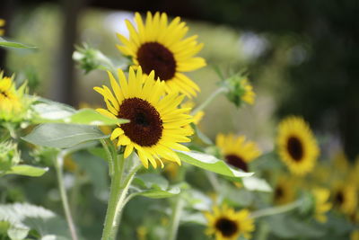 Close-up of yellow flowering plants on field