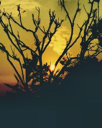 Close-up of silhouette tree against sky during sunset