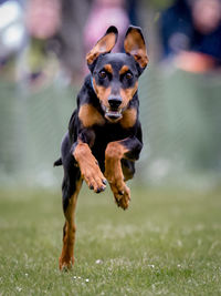 Close-up of dog running on field