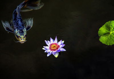 Close-up of purple flower floating in water